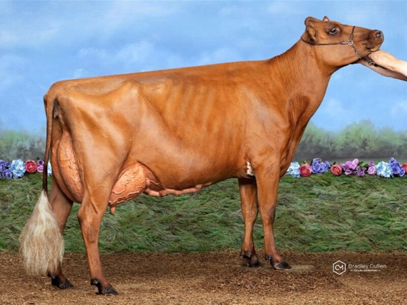 Champion & Peoples Choice was Parkville Burdette Katie owned by James Dillon Aus