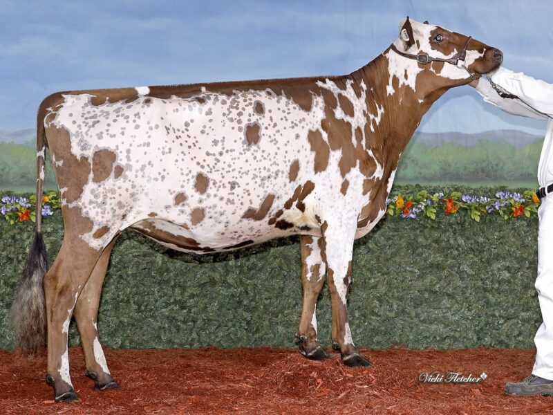 Champion & Public Vote winner - Dale Vista Predator Alexa, Dale Vista Farms, Canada