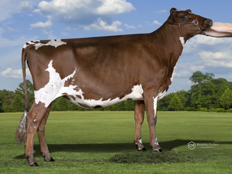 Runner Up and The Peoples Choice Winner - (D1) Regal Park Shakira (David & Sharon Mayo) AUSTRALIA