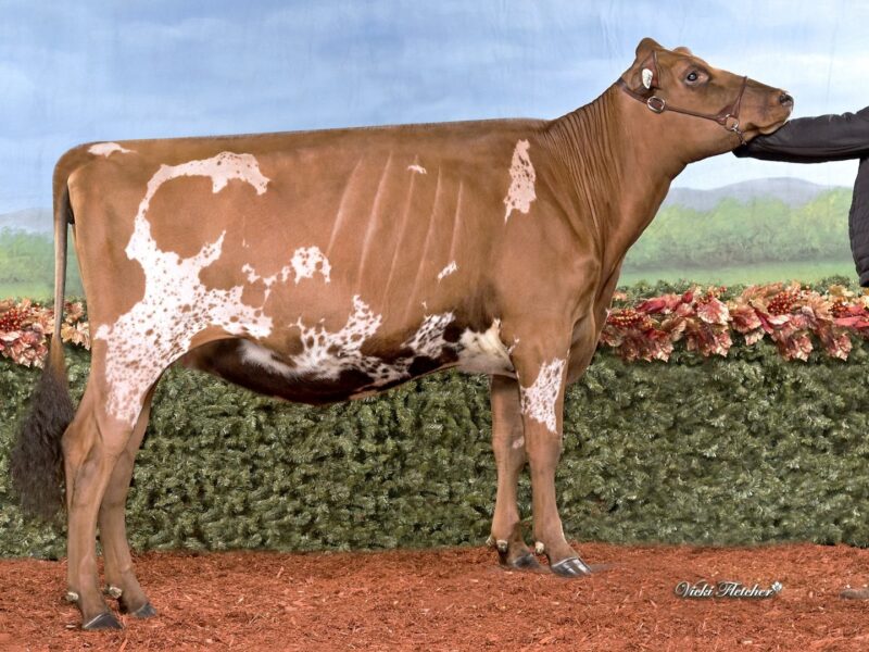 2nd Runner Up - (D2) Chaluka Tuxedo Xera (Ferme Du Bois Brule) CANADA