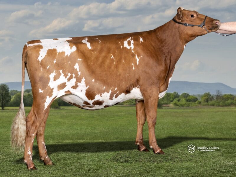 Runner Up & The Peoples Choice Winner- D2 - Geelunga Ringer Delia - Owned by Stuart & Rebecca Cole (Australia)