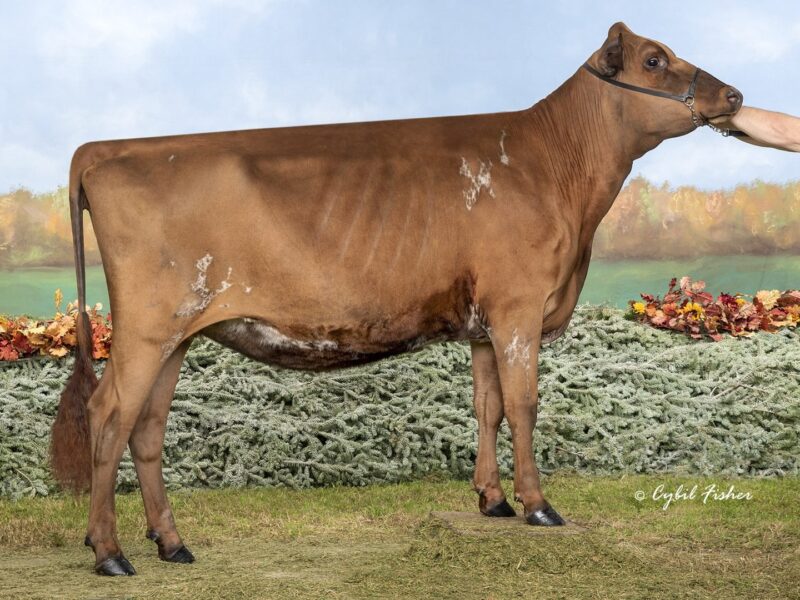 World Winner - D4 - Budjon-Vail Autograph Kristina ET - Owned by Budjon, Vail, Brothers Three, C Rupprecht, Shawn & Seth Nehis (United States of America)