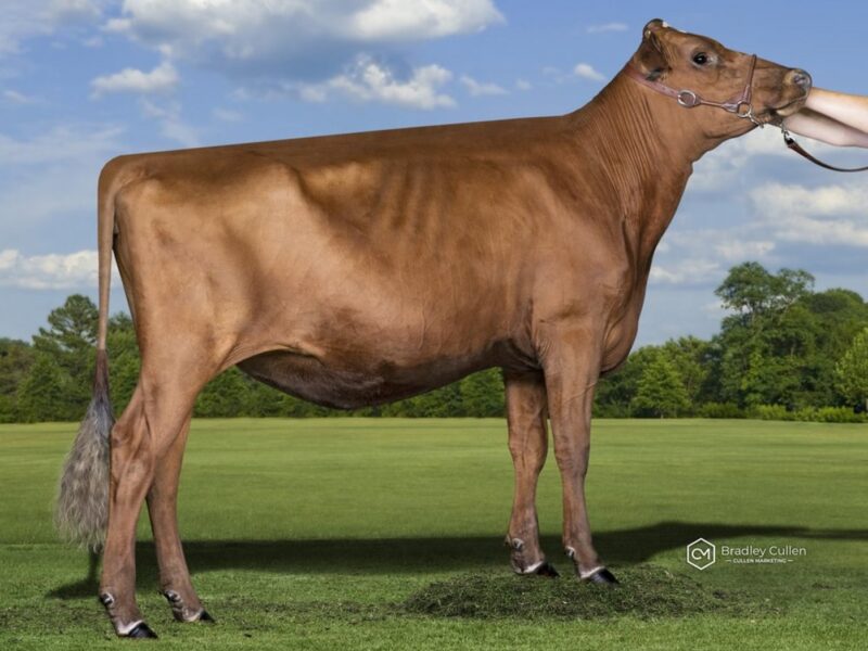 Honourable Mention - Mayfield Farms Tuxedo Showcase, Paul & Vicki Timbs, Australia