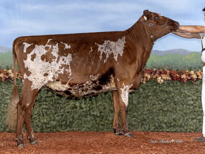 2nd Runner Up - D5 - Bavaroise Autograph Diamond- Owned by Amelie Hardy-Demers & Martin Poirier (Canada)