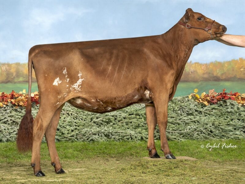 Winner - (D5) Bricker-Farms King Cinderella ET (Josh & Samantha Fairbanks & Adam Ludwig) UNITED STATES OF AMERICA