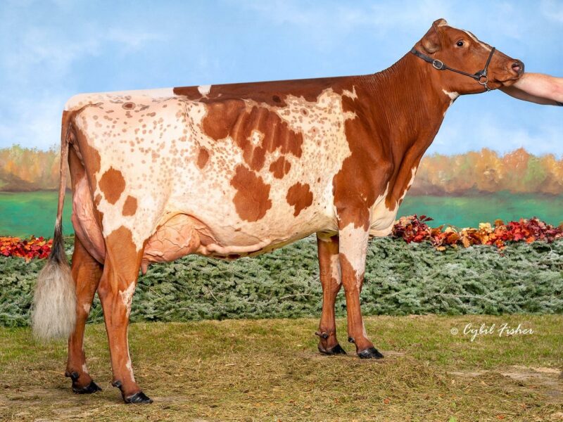 Honourable Mention - Dale Vista Midas Lulu (Faucher Midas) from Wyatt Johnston, Canada