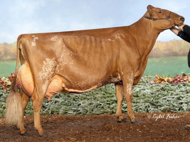 Runner Up I1 - De La Plaine Burdette Bling (Palmyra Tri Star Burdette) Owned by Ferme De La Plaine CANADA