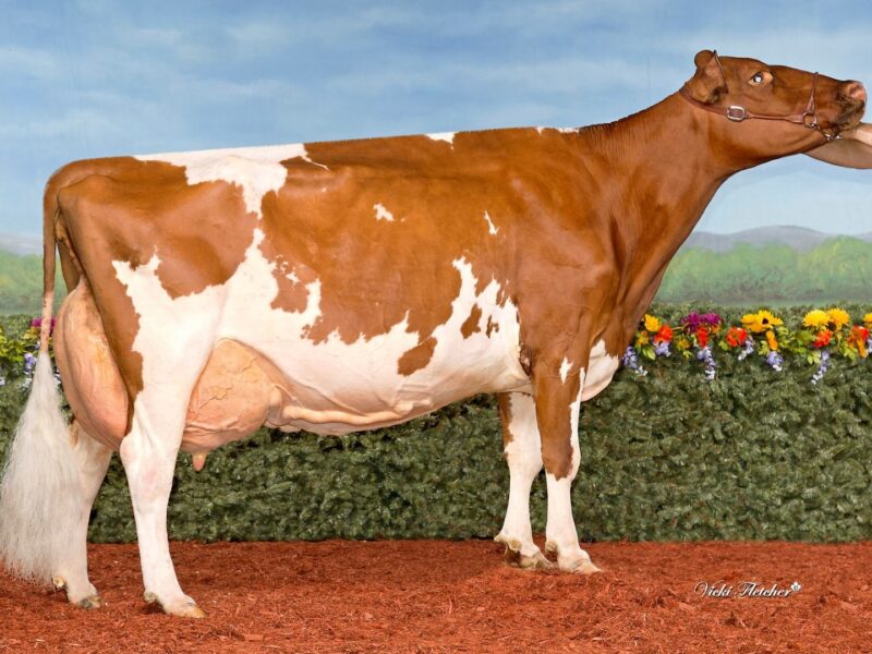 Reserve & Peoples Choice Winner - De La PLaine Prime Rocky (De La PLaine Prime) from Alexandre Beauchemin, Canada