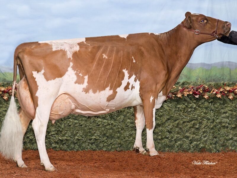 Runner Up G1 - De La Plaine Prime Rocky (De La Plaine Prime) Owned by A Beauchemin CANADA