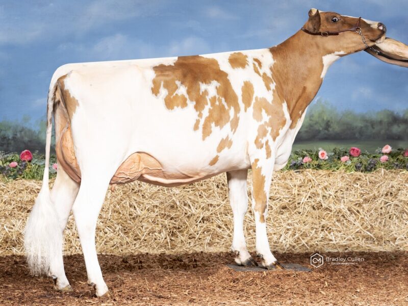 The Peoples Choice Winner - (E1) Paschendaele Klassic Blossom (The Eagles Partnership & Munden Farms) AUSTRALIA