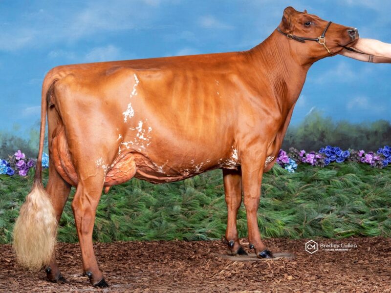 2nd Runner Up - E2 - Jalks Blink Skye - Owned by Jalks Dairying (Australia)