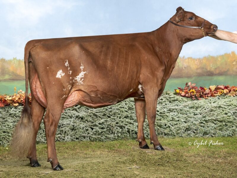 Runner Up & The Peoples Choice winner- E4 - Bricker-Farms King Cinderella- Owned by Kurt & Michelle Wolf & Josh & Samantha Fairbanks (United States of America)