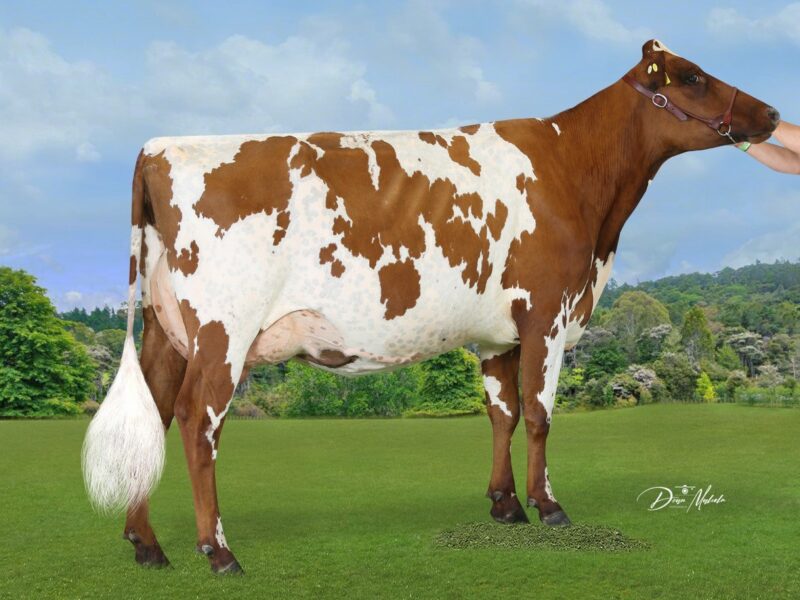 Honourable Mention - Stenvale Burs Jem ET, Jamie Baxter, NZ