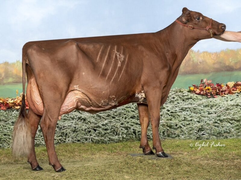 World Winner - E5- Don Haven Melios Twilight - Owned by Mt Elgin Dairy Farms (Canada)