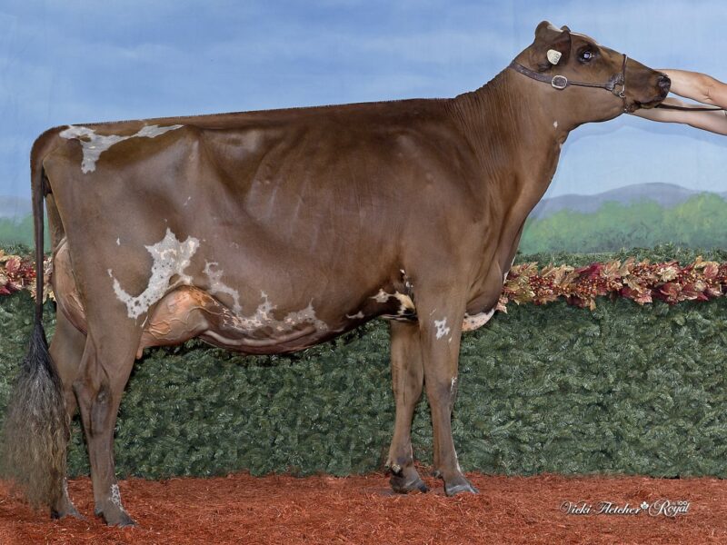 Champion & Public Vote winner - Vieux Village G Montana, Florent, Vicky & Bianca Foley, Canada