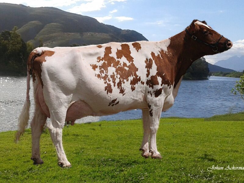 Honurable Mention - Eenheid EA 1685 (RFF09011B) from Tom Du Plessis, South Africa