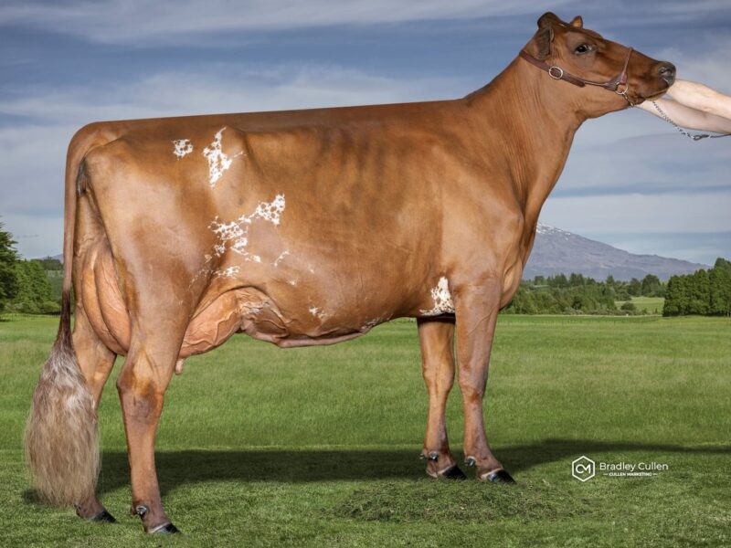 2nd Runner Up - F1 - Brookview Big Flame - Owned by Brookview Genetics - Vince Steiner (New Zealand)
