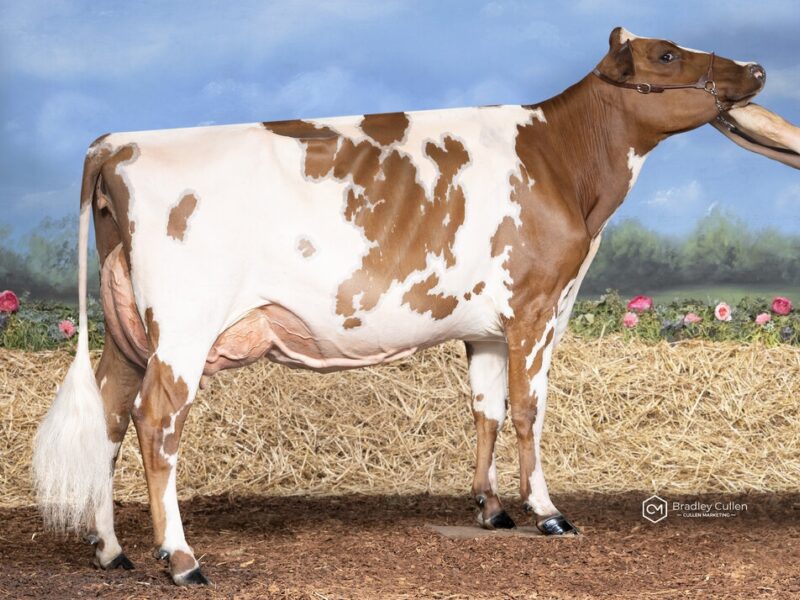 Winner - (F1) Paschendaele Klassy Tri Time (Eagles Partnership & Munden Farms) AUSTRALIA