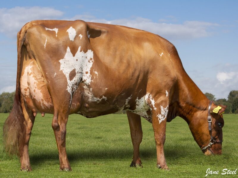 Honourable Mention - Holmeswood El Clover, A & L Rimmer, UK