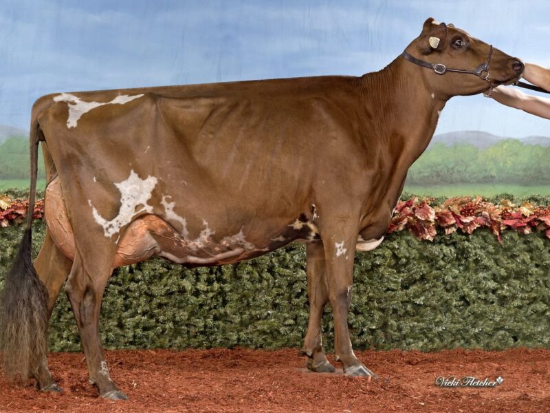 2nd Runner Up and The Peoples Choice Winner - (F2) Vieux Village G Montana (Florent, Vicky & Bianca Foley) CANADA