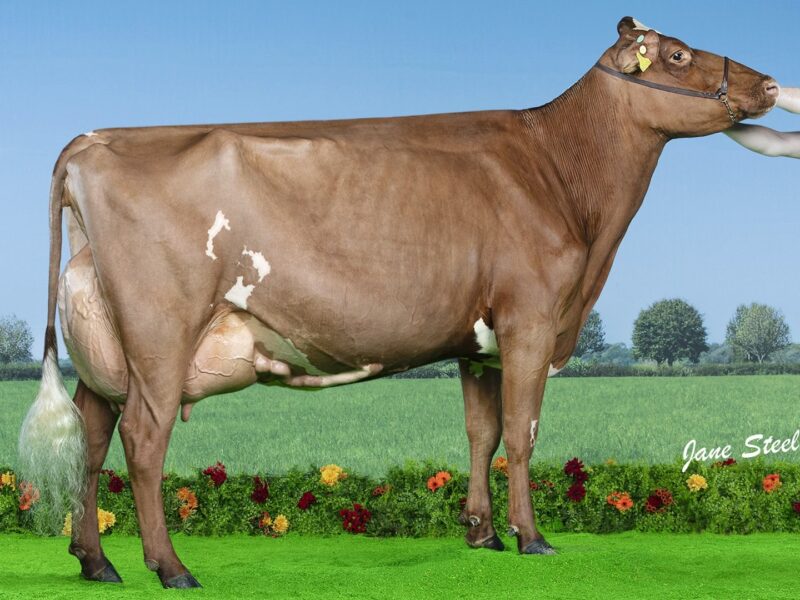 World Winner and The Peoples Choice winner - F3 - Allstar Ringer Joybell - Owned by Evie Tomlinson (United Kingdom)