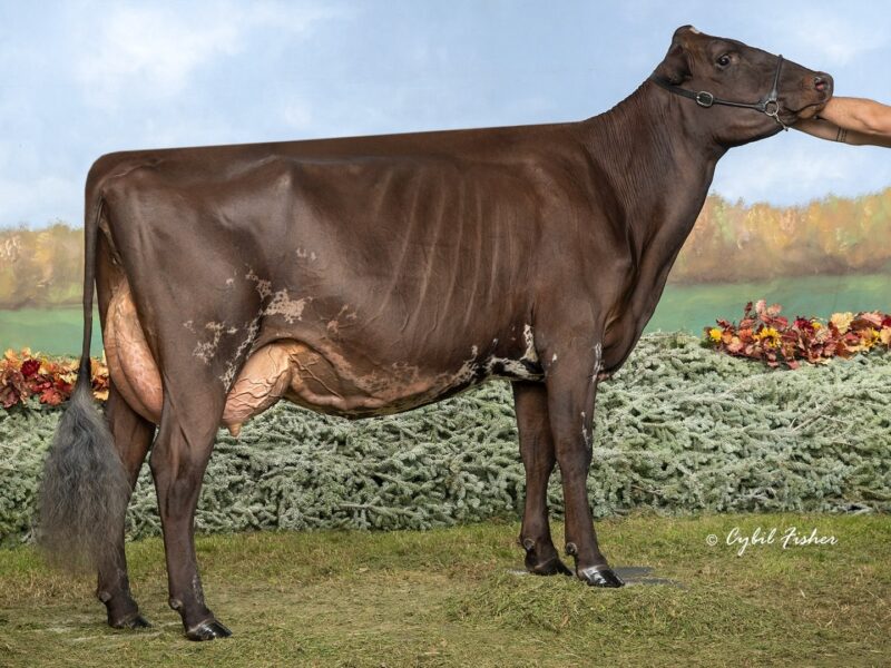 Runner Up - F4 - B-Will Kingsire Willow- Owned by Budjon Farms & Peter Vail (United States of America)