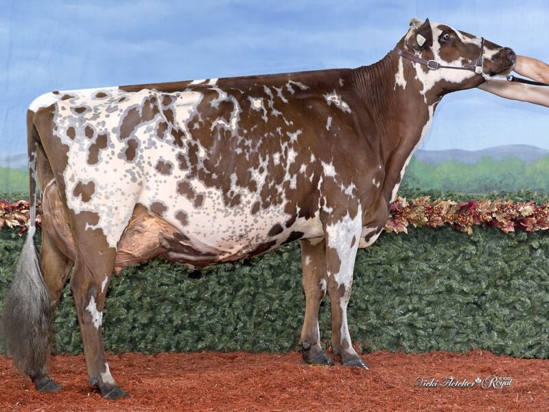 Champion & Public Vote winner - Vieux Village Gentleman Joy-R, Florent, Vicky & Bianca Foley, Canada