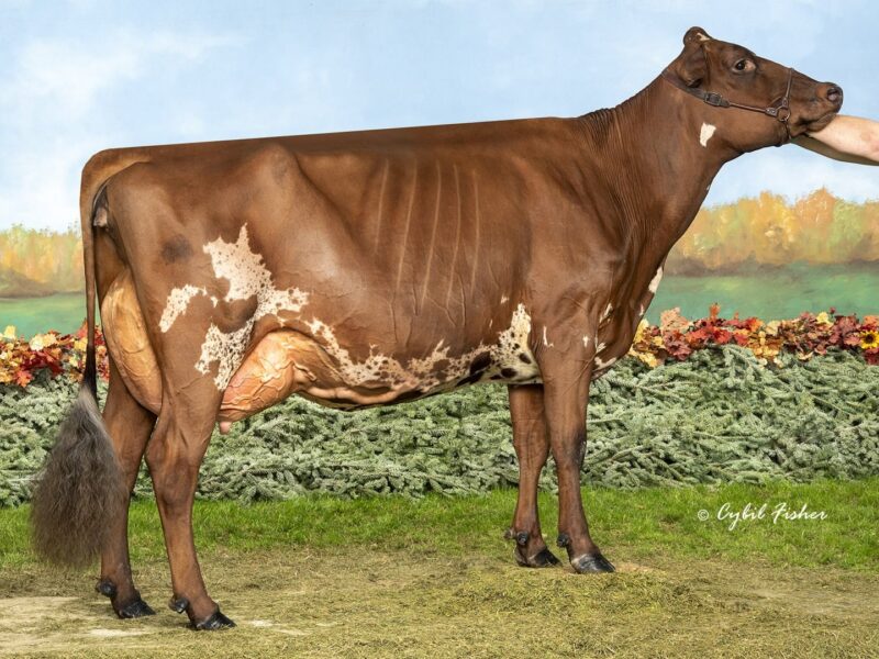 Runner Up - (F6) Heineman Kingsire Cold Brew (Angela Heineman-Fuller) UNITED STATES OF AMERICA