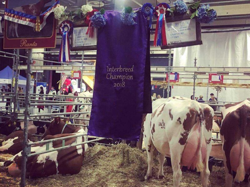 Interbreed Dairy Champion Ranta Gun Valerie