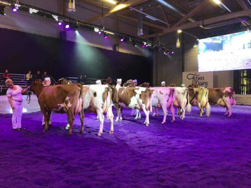 Breed Championship lineup