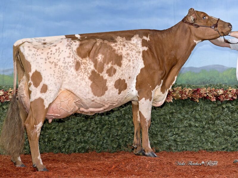 Reserve - Dale Vista Midas Lulu, Wyatt Johnston, Canada