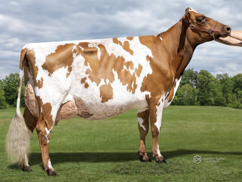 Runner Up and The Peoples Choice Winner - G1 - Stenvale Burs Jem ET - Owned by Jamie Baxter (New Zealand)