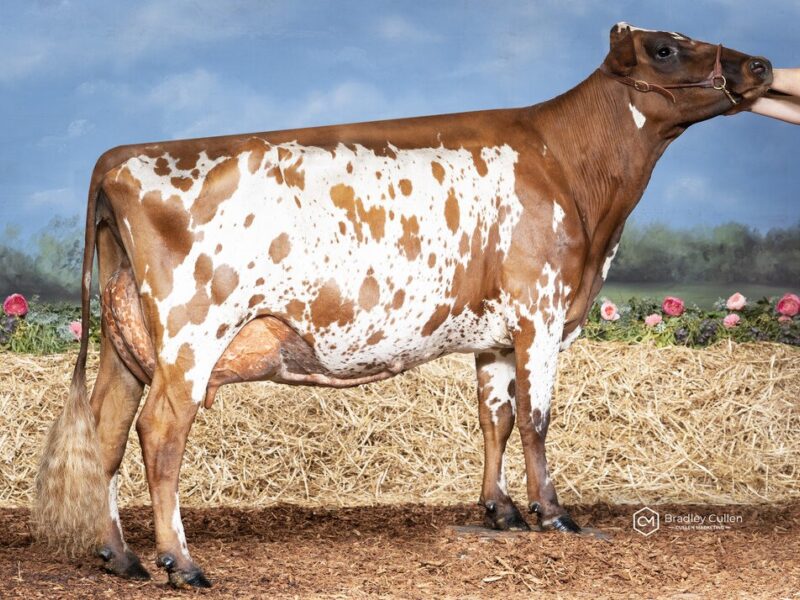 = Runner Up - (G1) Werombi Vale Bethany Grace (Melinda & Amy Hayter) AUSTRALIA