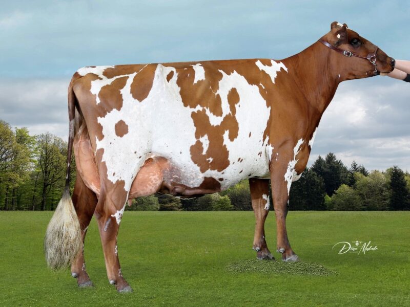 Honourable Mention - Kiteroa Cream Predette, Kiteroa Ayrshires, NZ