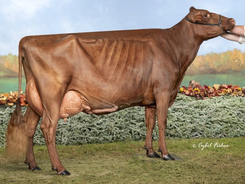 2nd Runner Up - G4 - Grand-View Tuxedo Damita - Owned by Marylou & Diana Parker & Gregory Evans (United States of America)