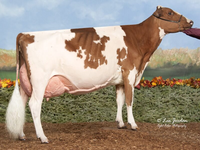 Champion & Public Vote winner - Palmyra Predator B Ruthless-ET, Kurt Wolf & John Cannon, USA
