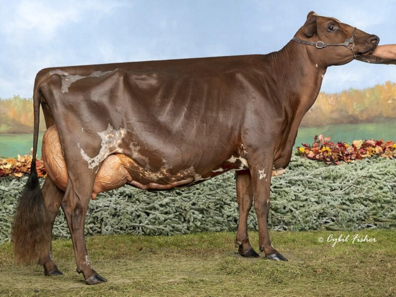 World Winner - G5 - Vieux Village G Montana - Owned by Florent, Vicky & Bianca Foley (Canada)