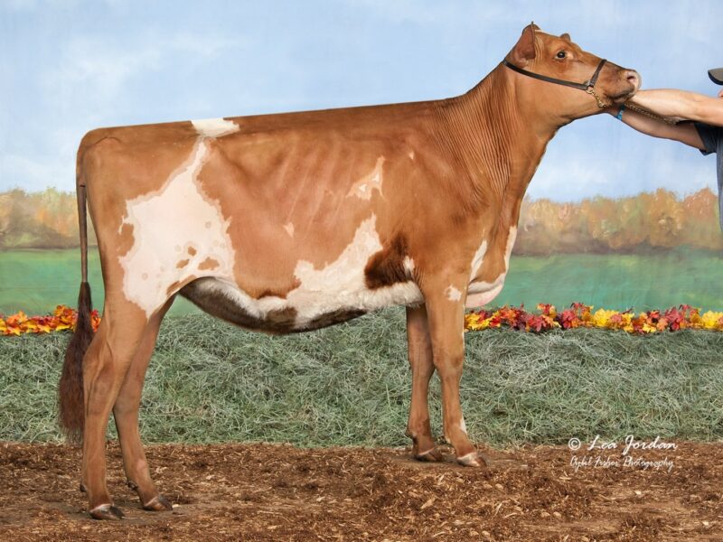 Reserve was Gleneil Tuxedo Tijuana owned by Brady McConnell + Wyatt & Calli Storms + Diesel Dixon, Lancaster, WI USA