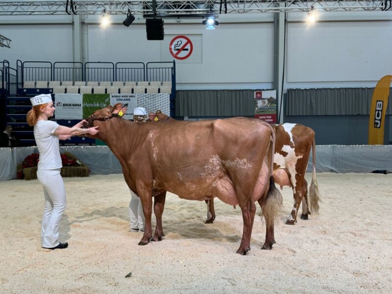 Grand Champion Joukolan RoyalTometta