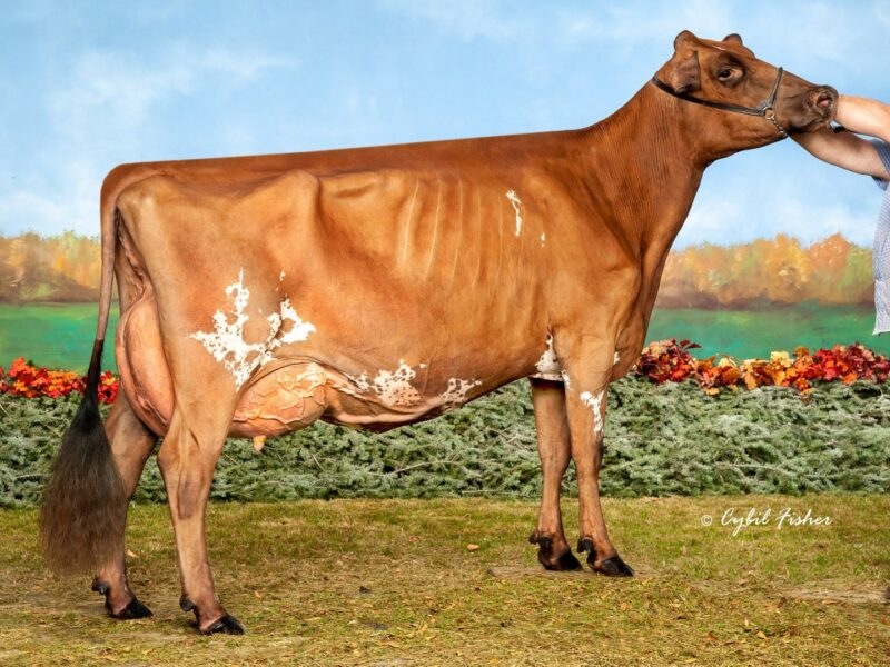 Champion & Peoples choice winner - Grand-View HP Gibbs Dips (Palmyra Reality-Gibbs) from Matthew Hanson & Kelset Petit, USA