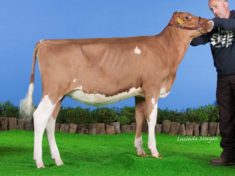 Joint 2nd Runner up - Gwynnog Buster Kate (Cuthill Towers Buster), G R Thomas & Family, UK