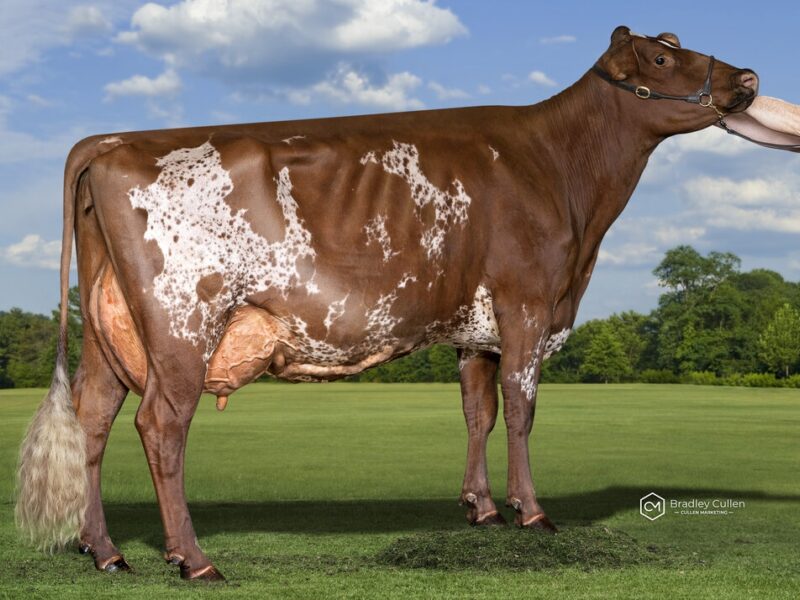 Runner Up - (H1) Mayfield Farms Tuxedo Lou (Paul & Vicki Timbs) AUSTRALIA