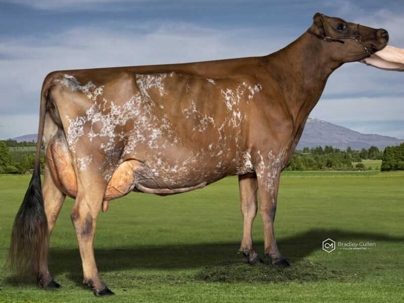 2nd Runner Up - (H3) Sunshine Burdette Debbe (Sunshine Ayrshires - B & N Lawson) NEW ZEALAND