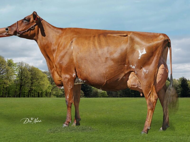 Champion - Pukekaraka Bdete Star, John & Karen Robinson, NZ