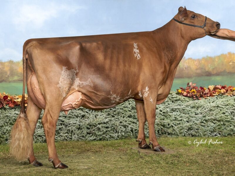 Runner Up - H4 - Shadow-W Burdette Animosity - Owned by Linda Wolf (United States of America)