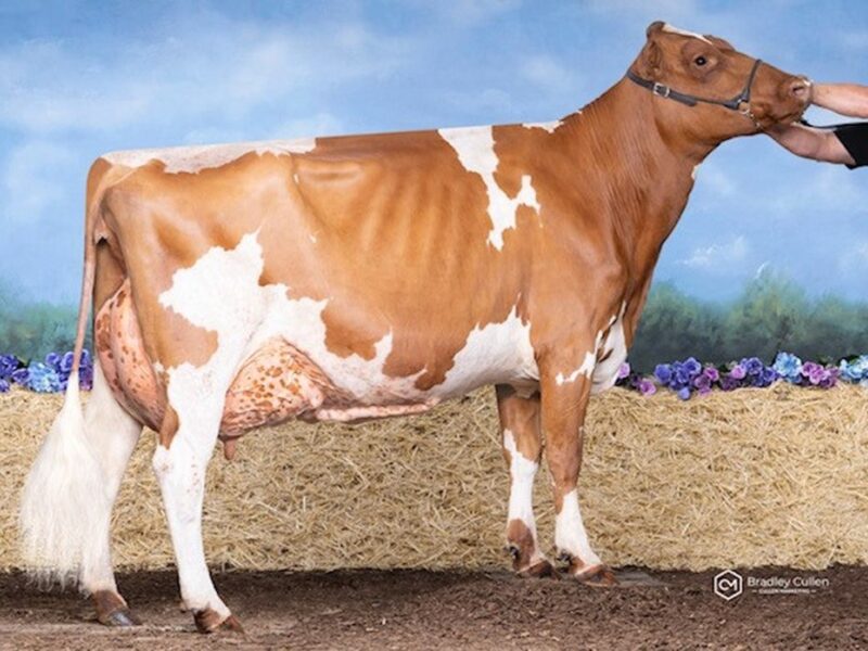 Reserve - Tasman Lodge Alaksa Frosty, A & F Ferguson, Australia