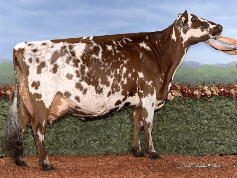 World Winner and The Peoples Choice Winner- H5 - Vieux Village Gentleman Joy - Owned by Florent, Vicky & Bianca Foley (Canada)