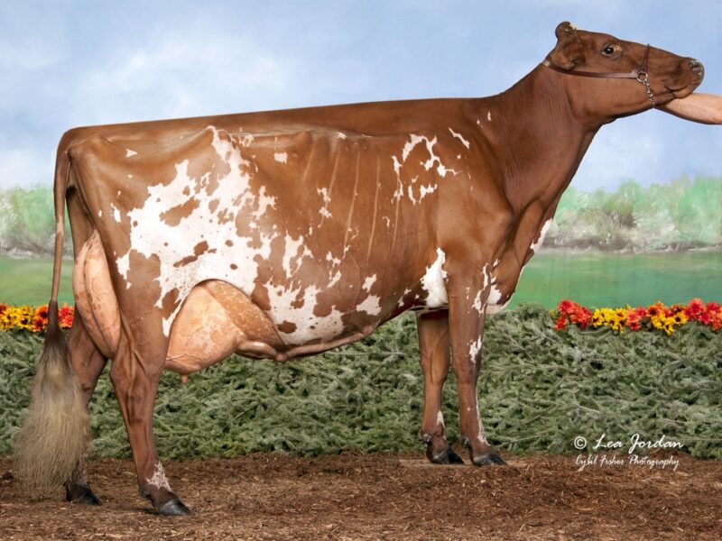 Honourable Mention - Hardy-Farm Prime Kringle (De La Plaine Prime) from Ridale Genetics & Hardy Farm, USA