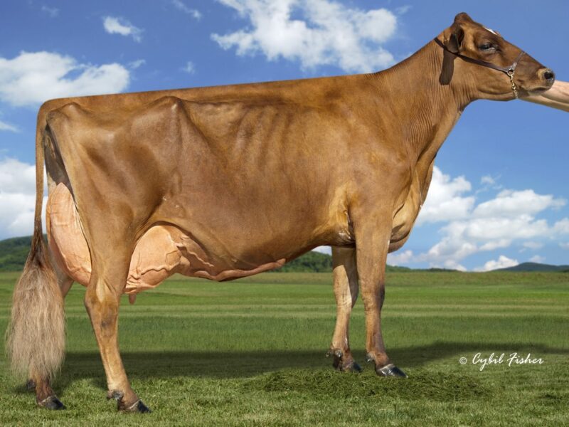 Reserve was Hardy-Farm Prime Verbena owned by Megan & Sarah Hill, Bristol, VT USA