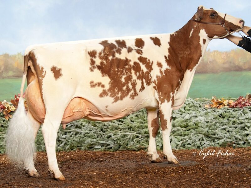 Joint Winner J5 - Hardy Farm Rio Verity (Morning View BBK Rio) Owned by R & M Rida USA